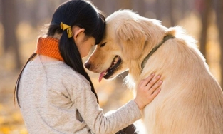 Chó có khả năng 'song ngữ', nghe hiểu nhiều thứ tiếng