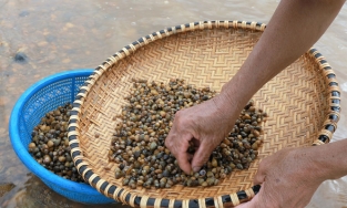 Chắt chắt - món ăn dân giã mà vui miệng đến lạ kỳ của Quảng Bình