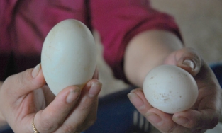 Cách chọn trứng vịt lộn ngon, không non, không già, trăm quả như một