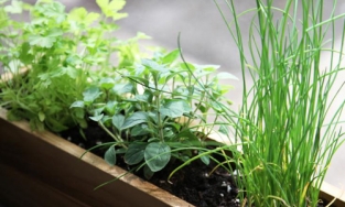 Cách trồng hành lá, tỏi, gừng - những cây gia vị thiết yếu tại nhà