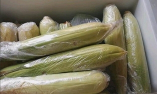 Mẹo bảo quản ngô trong tủ đá để cả năm cũng không sợ hỏng