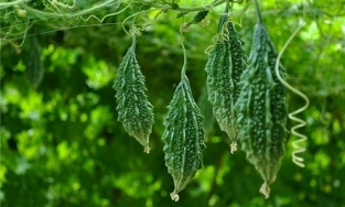 Mẹo lựa chọn khổ qua ít bị đắng, trăm quả ngon như một