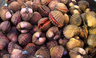 Muốn ăn sò huyết tươi ngon, hãy ghim ngay mẹo chọn sò huyết, cách bảo quản sò huyết này!