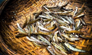 Cá bống vùi tro, đặc sản hấp dẫn, ăn một lần là nhớ đến từ Lai Châu