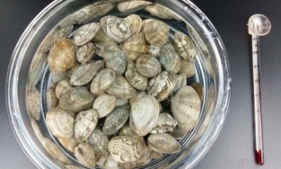 Bỏ túi ngay 5 tuyệt chiêu giúp rửa sạch ngao không phải ai cũng biết