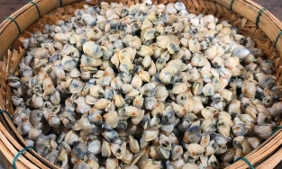 Đừng nhặt hến từng con nữa, đây là 2 cách đãi vỏ hến siêu nhanh siêu dễ