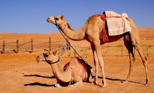  Lạc đà ăn gì để tồn tại trên vùng đất khô cằn như sa mạc?