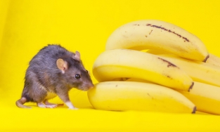 Tại sao chuột đực sợ chuối?