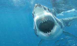 Cá mập có ngủ không khi mở mắt cả đời?