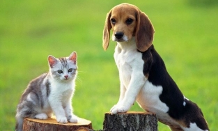 Chó hay mèo thông minh hơn?