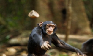 Vì sao tinh tinh lại ném phân vào du khách?