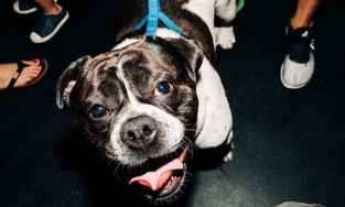 Con chó nhìn thế giới này như thế nào?