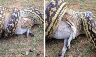 Cận cảnh con trăn nuốt nguyên cá sấu và hươu sao vào bụng