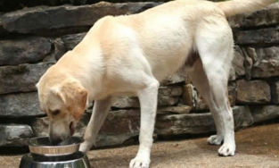 Chuyện gì sẽ xảy ra nếu ăn thức ăn của chó?