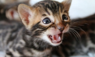 Tại sao mèo chỉ kêu 'meo meo' với người mà ít khi nói 'meo meo' với nhau?