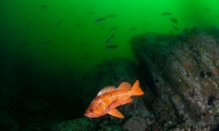 Những loài động vật sống lâu nhất thế giới: Ngao sống thọ hơn cả rùa