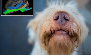 Con mắt thứ 3 của chó nằm ở đâu?