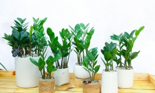 Làm đẹp nhà với 6 loại cây cảnh dễ trồng, ít công lại không tốn diện tích