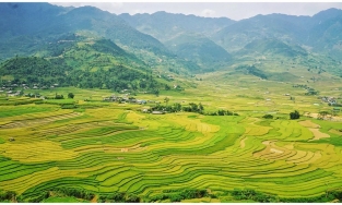 Du lịch cuối năm tại những điểm ngắm lúa chín đẹp mê hồn tại Việt Nam