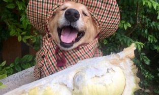 MXH sốt xình xịch vì chú chó 7 năm theo chủ bán sầu riêng quá đáng yêu