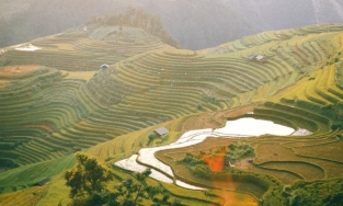 Mù Cang Chải đẹp mơ màng mùa ruộng bậc thang phủ màu vàng của lúa chín