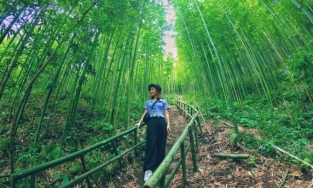Ngoài ruộng bậc thang, Mù Cang Chải có rừng trúc đẹp như phim kiếm hiệp