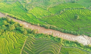 Không chỉ Tây Bắc, Tây Nguyên cũng có ruộng bậc thang tuyệt đẹp đây này!