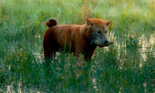 Cuối cùng phim Cậu Vàng cũng công bố hình ảnh đầu tiên của 'cậu Vàng'