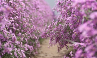 Du lịch Cần Thơ nhớ check-in ở vườn hoa thạch thảo đẹp như mơ