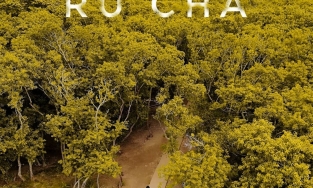 Du lịch mùa thu: Đừng bỏ qua vẻ đẹp của rừng ngập mặn Rú Chá, Huế