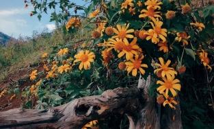 Chẳng hề thua kém Đà Lạt, Gia Lai cũng có mùa hoa dã quỳ đẹp rực rỡ!