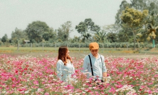 Cánh đồng hoa Thiên Anh, điểm du lịch tuyệt đẹp nên ghé ở An Giang