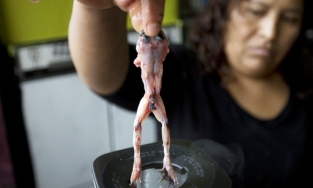 'Rùng mình' với món sinh tố được xay từ ếch sống ở Peru