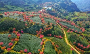 Lên Sa Pa ngắm cảnh đẹp như mơ khi mai anh đào ở đồi chè Ô Long bung nở