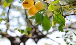 Marula, loại quả có họ với xoài nhưng voi ăn phải say quên lối về