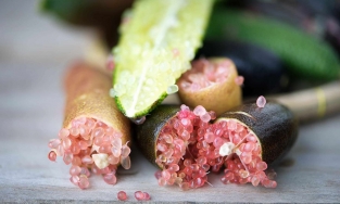 Loại chanh đắt nhất thế giới, 1 cân ở Việt Nam giá 3 triệu mà vẫn cháy hàng