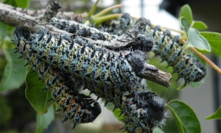 Mopane - loài sâu lông nhìn ai cũng sợ nhưng giá đắt hơn cả thịt bò Kobe