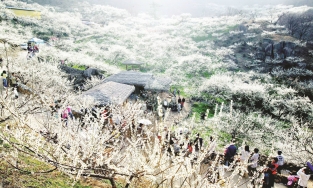 Mộc Châu mùa đáng đi nhất: Lịch trình chuẩn để săn hoa mận, chơi được nhều