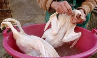 Tuyệt chiêu khử mùi hôi của vịt chỉ trong 3 phút