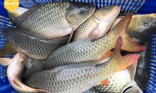 Hướng dẫn cách phân biệt cá tươi, cá ươn đơn giản và hiệu quả