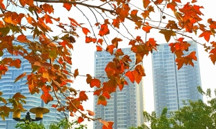 Con đường lá phong đẹp như Hàn Quốc ngay giữa lòng thủ đô Hà Nội