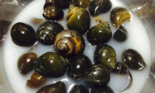 Mách nhỏ cách loại bỏ hết cặn bẩn và nhờn của ốc