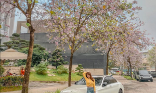 5 địa điểm ngắm hoa ban nở rộ ở Hà Nội, cứ đứng vào là có ảnh đẹp