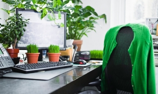 7 cây cảnh đẹp, dễ chăm giúp giảm tác động bức xạ máy tính hiệu quả