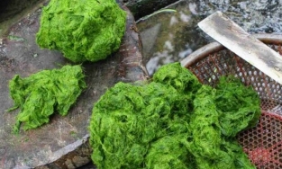 Rêu đá - món ăn dân dã mà công phu của đồng bào người Thái vùng Tây Bắc