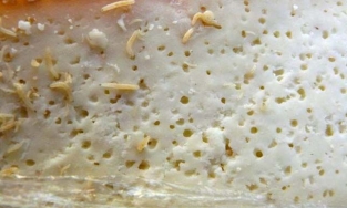 Casu Marzu: Món phô mai lúc nhúc dòi, rất nặng mùi nhưng vẫn nhiều người mê