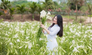 4 địa điểm chụp ảnh hoa loa kèn lý tưởng, cứ đến là dễ có ảnh xinh mang về