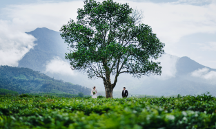 Đồi chè Đông Giang, điểm du lịch đẹp là và ít người biết của Quảng Nam 