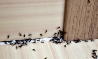 5 cách giúp đuổi kiến hiệu quả trong nhà từ nguyên liệu rẻ tiền có sẵn