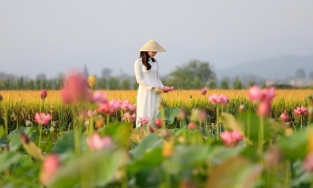 Có một mùa sen thơm ngát trời xứ Huế